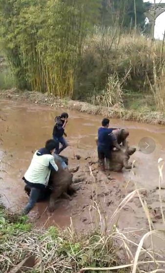 春节错车引争执:打架打到水田里,多人变泥人