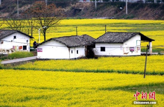 江西遂川乡村油菜花盛开 犹如满地皆铺“黄金毯”