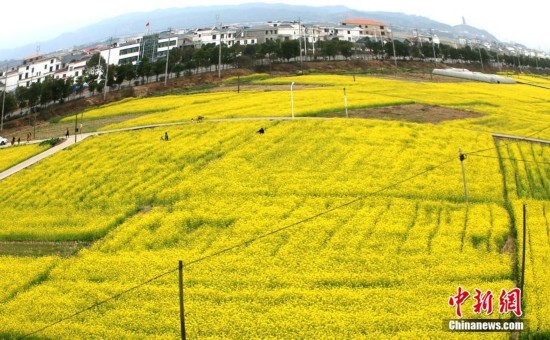 江西遂川乡村油菜花盛开 犹如满地皆铺“黄金毯”