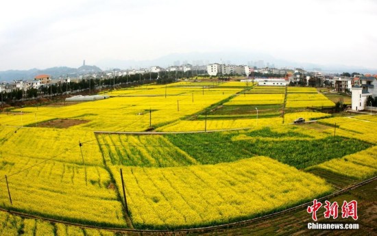 江西遂川乡村油菜花盛开 犹如满地皆铺“黄金毯”