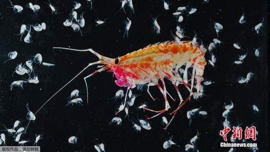 “潜伏”在南极冰山下的海洋生物