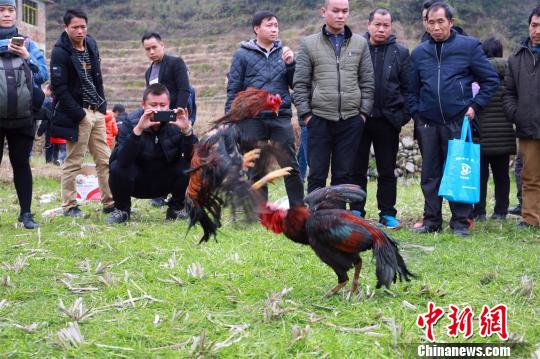 广西大苗山斗鸡赛脚踢嘴咬场面激烈