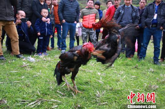 广西大苗山斗鸡赛脚踢嘴咬场面激烈