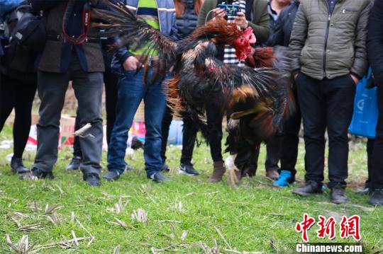 广西大苗山斗鸡赛脚踢嘴咬场面激烈