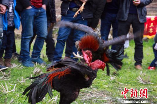 广西大苗山斗鸡赛脚踢嘴咬场面激烈