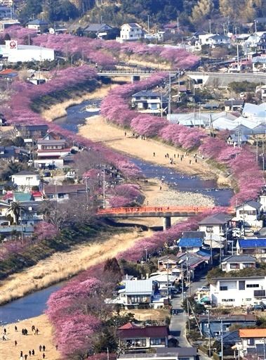日本河津樱正值观赏期深粉色花带为早春添彩