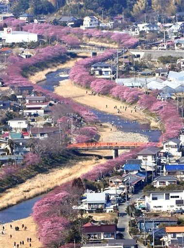 河津櫻 靜岡縣