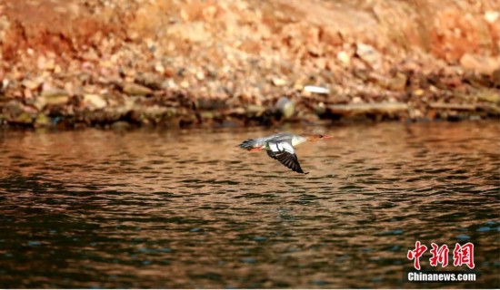 湖南衡阳衡东洣水流域首次发现中华秋沙鸭