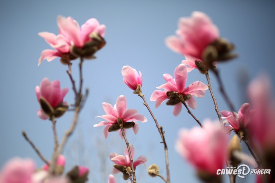 西安植物园觅春赏玉兰 阵阵花香沁人心脾