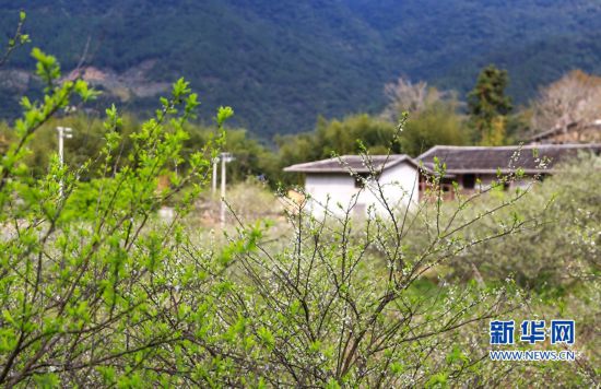 【组图】永泰月洲村:李树花开春意浓