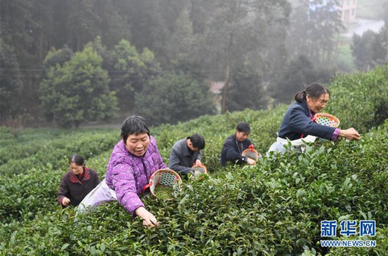 （社会）（1）春茶采摘正当时
