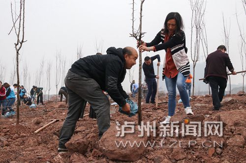 我为增绿减霾植棵树 泸州掀起全民义务植树热