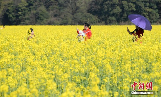 江西仙女湖千亩油菜花迎春绽放