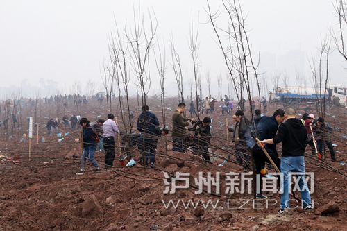 我为增绿减霾植棵树 泸州掀起全民义务植树热