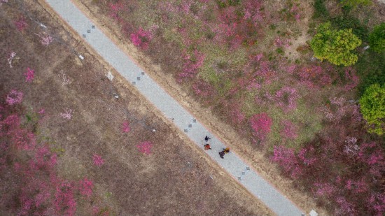 淮安洪泽湖古堰梅堤花开如海游人如织