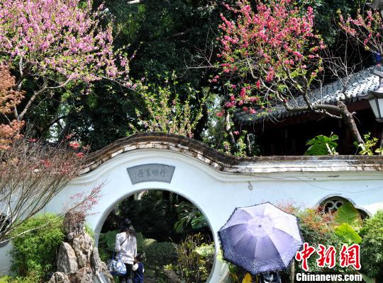 近日,福州西湖公园内桃花争相开放,吸引了许多市民和游客前来踏青赏花。 张斌 摄