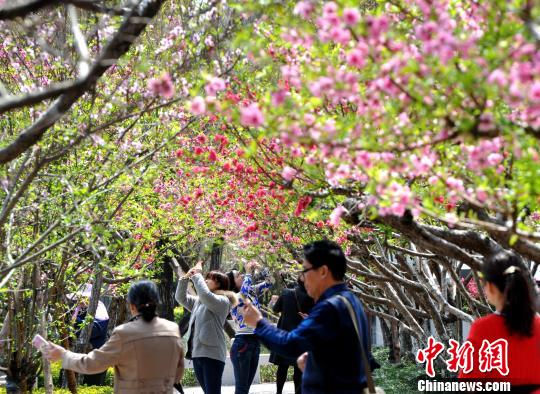 福州西湖公园桃花盛开醉游人