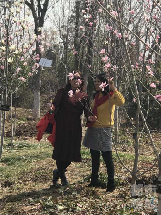 植物十里分解你西安教学园里木兰花香四溢应美凤木兰拳一路42式不如春风图片