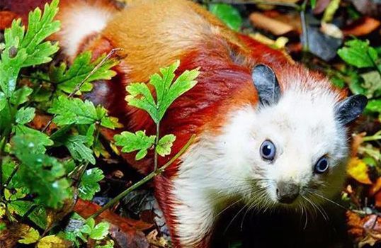 汉中天坑群最年长坑或已68万余岁 欲申报世