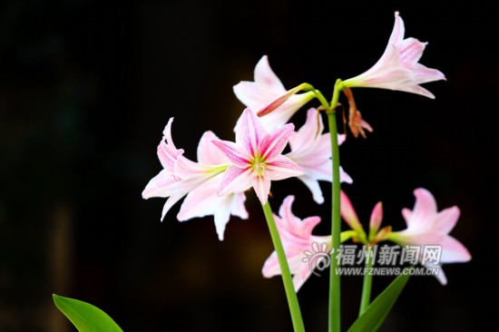 福州:乌山花展百花争艳 市民游客游春赏花