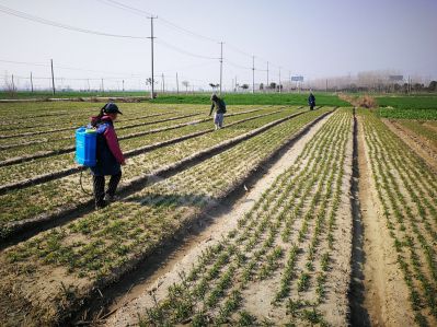 南通海安浙贝母长势喜人 预计亩收获1500斤