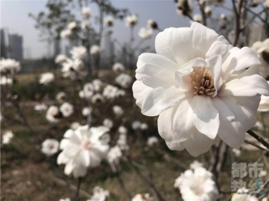 植物十里不如你西安滑板园里木兰花香分体春风四溢四轮怎么样图片