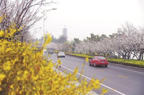青山绿水杏花 徐州湖东路成春天最美的路
