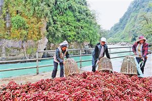 云南独龙江：产业兴旺日子甜