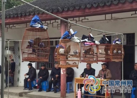 常州办鸣鸟比赛 画眉鸟歌声间断20秒就被淘汰