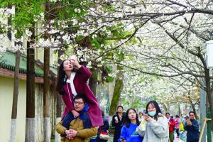 南京鸡鸣寺樱花盛放 双休日或实行交通管控