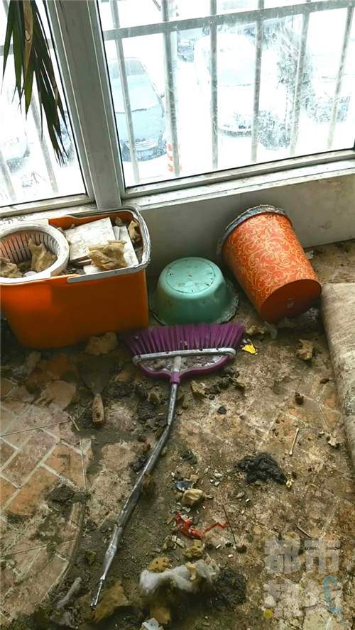 极品租客在出租房里养狗 房主希望恢复原貌