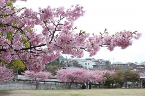 長崎縣 大村市 河津櫻