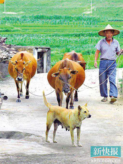 跟着古诗词去旅行 发现南国红豆之乡