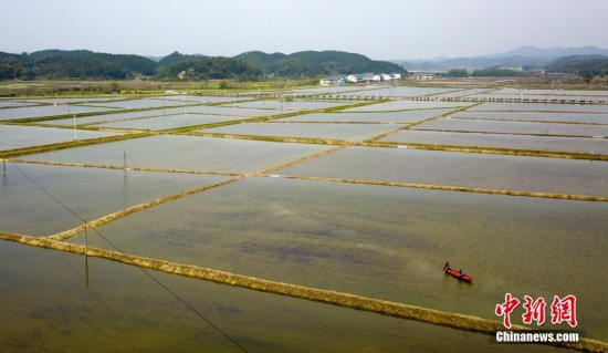 春分至播种忙 江西仙女湖播撒芡实种子