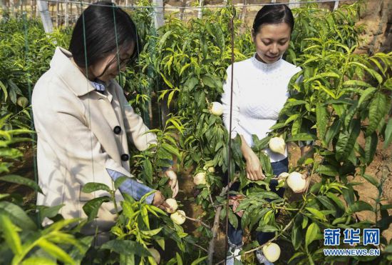 河北广阳:特色种植助推乡村振兴