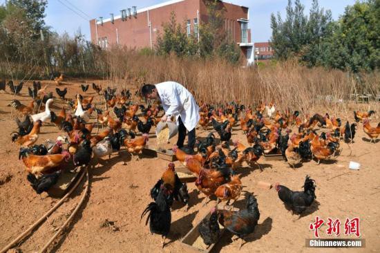 农村部:力争实现所有畜禽屠宰企业远程视频监控