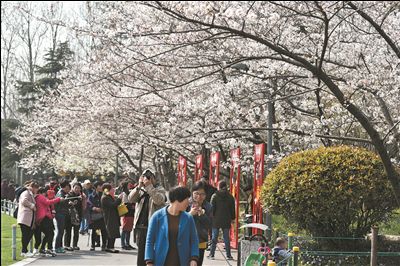 常州红梅公园樱花盛开 吸引市民游客赏花