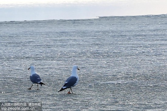 巴裡坤高家湖濕地成鳥類天堂【4】