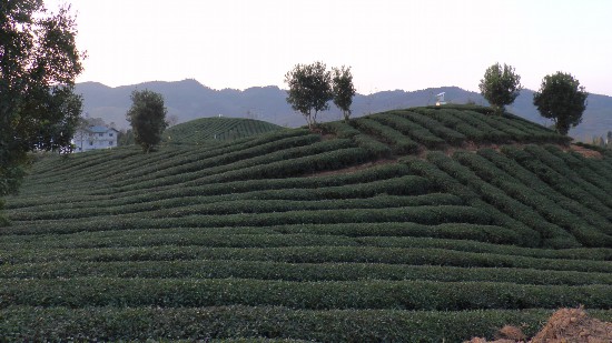 思南秦家寨村:巧借扶贫项目 打造脱贫机制