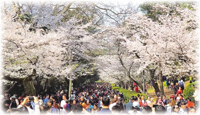 中国多地迎来赏花高峰