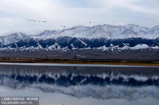 巴裡坤高家湖濕地成鳥類天堂【8】