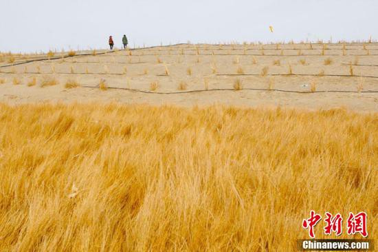 新疆沙漠边城且末治沙20载在沙漠里圈金