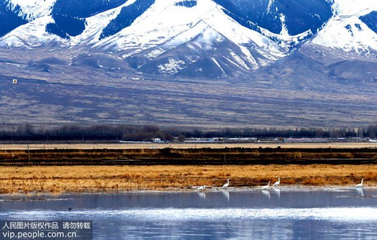 巴裡坤高家湖濕地成鳥類天堂