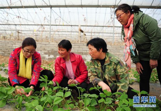 设施农业前景广阔 她搞起了葡萄种植