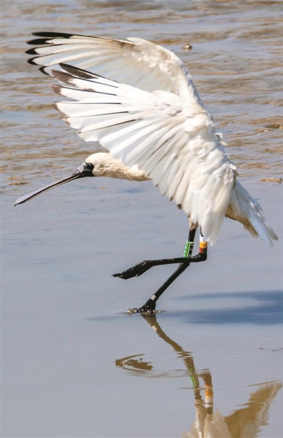 这只黑脸琵鹭曾被捕兽器伤害 又飞回深圳红树