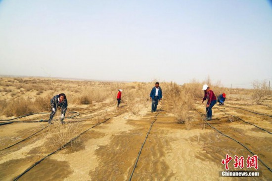 新疆沙漠边城且末治沙20载在沙漠里圈金