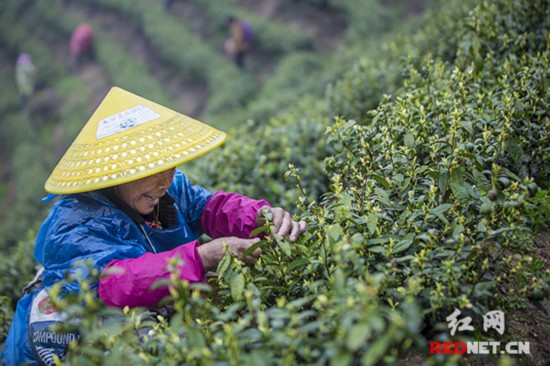 衡山:茶园春意浓 茶农采茶忙