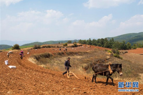 以犁为笔,以种子为墨--农家人在东川红土地上