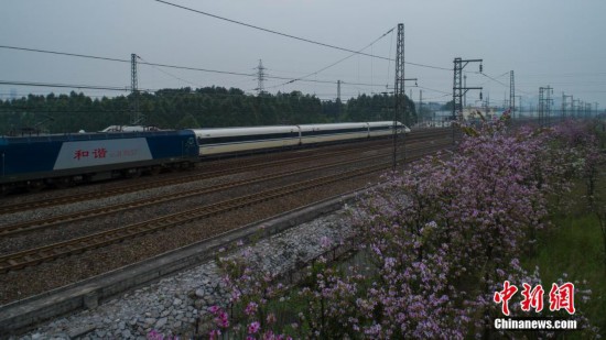 广西柳州26万株洋紫荆盛放 高铁列车如在花海