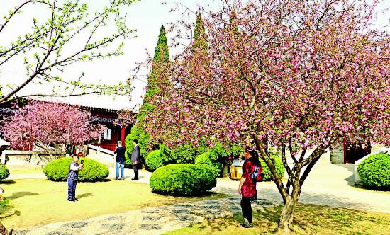 海棠林为淮安周恩来纪念馆景区增添亮丽风景